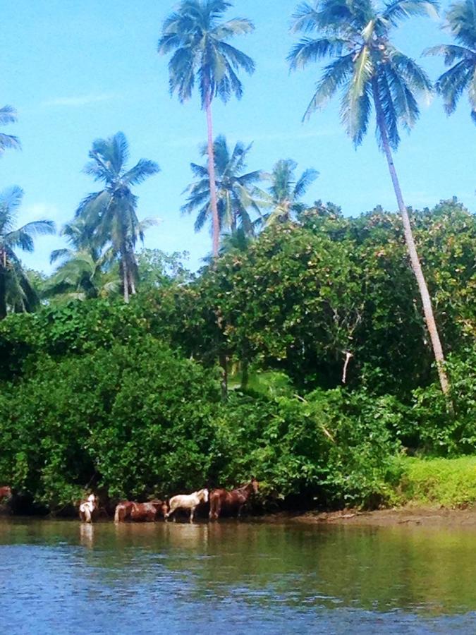 Naveria Heights Lodge Savusavu Eksteriør bilde
