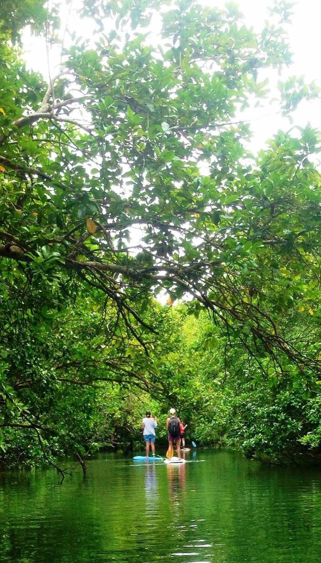 Naveria Heights Lodge Savusavu Eksteriør bilde